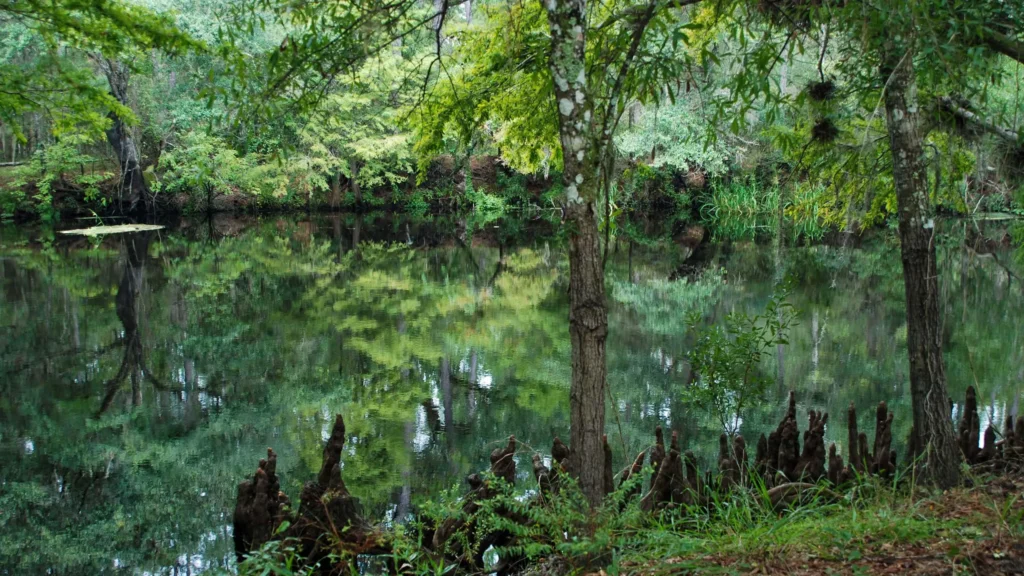 Withlacoochee State Forest