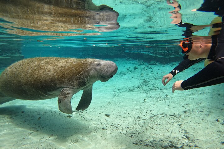 Manatee Snorkeling Tour